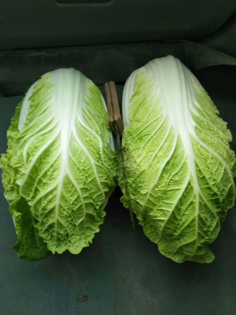 河北陆地优质玲珑黄白菜黄心白菜大量上市。产地供应。