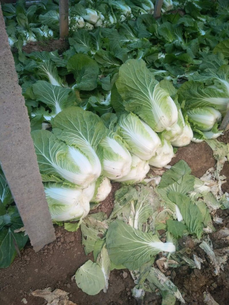 河北陆地优质玲珑黄白菜黄心白菜大量上市。产地供应。