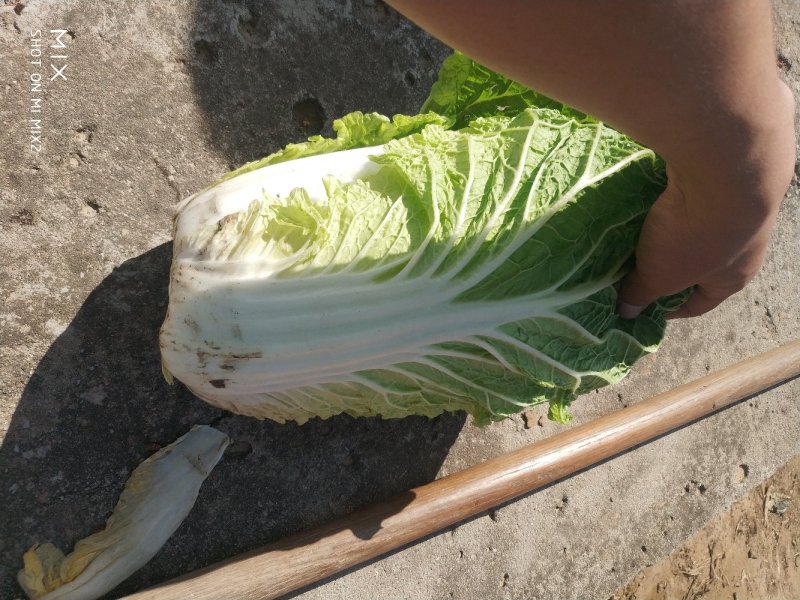 河北陆地优质玲珑黄白菜黄心白菜大量上市。产地供应。