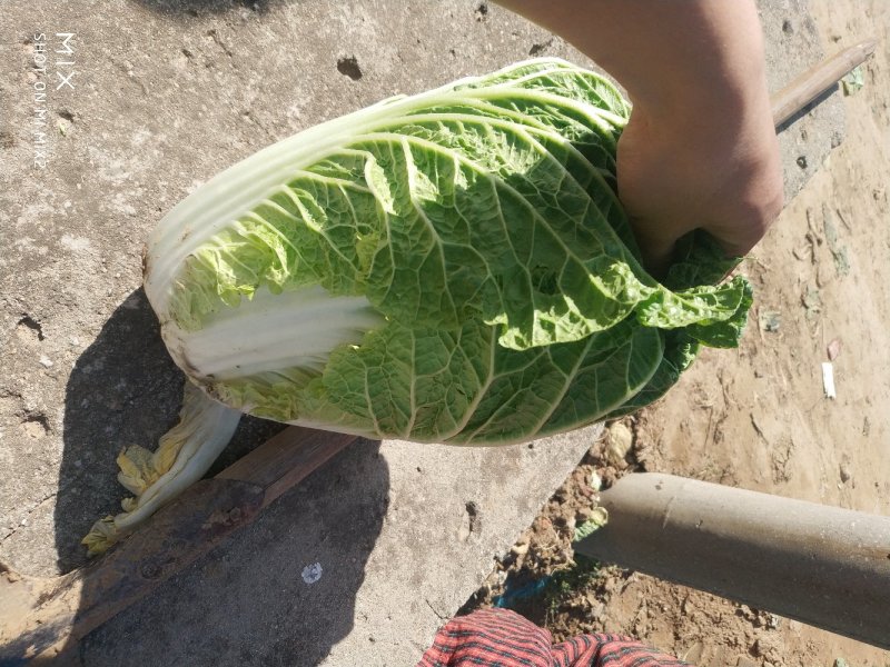 河北陆地优质玲珑黄白菜黄心白菜大量上市。产地供应。