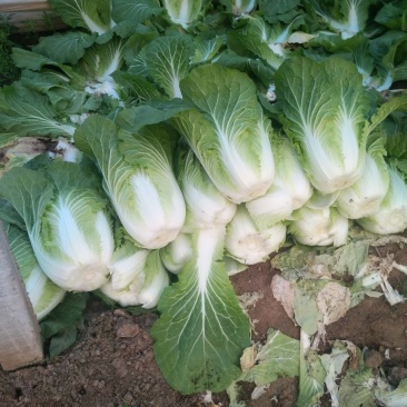 河北陆地优质玲珑黄白菜黄心白菜大量上市。产地供应。