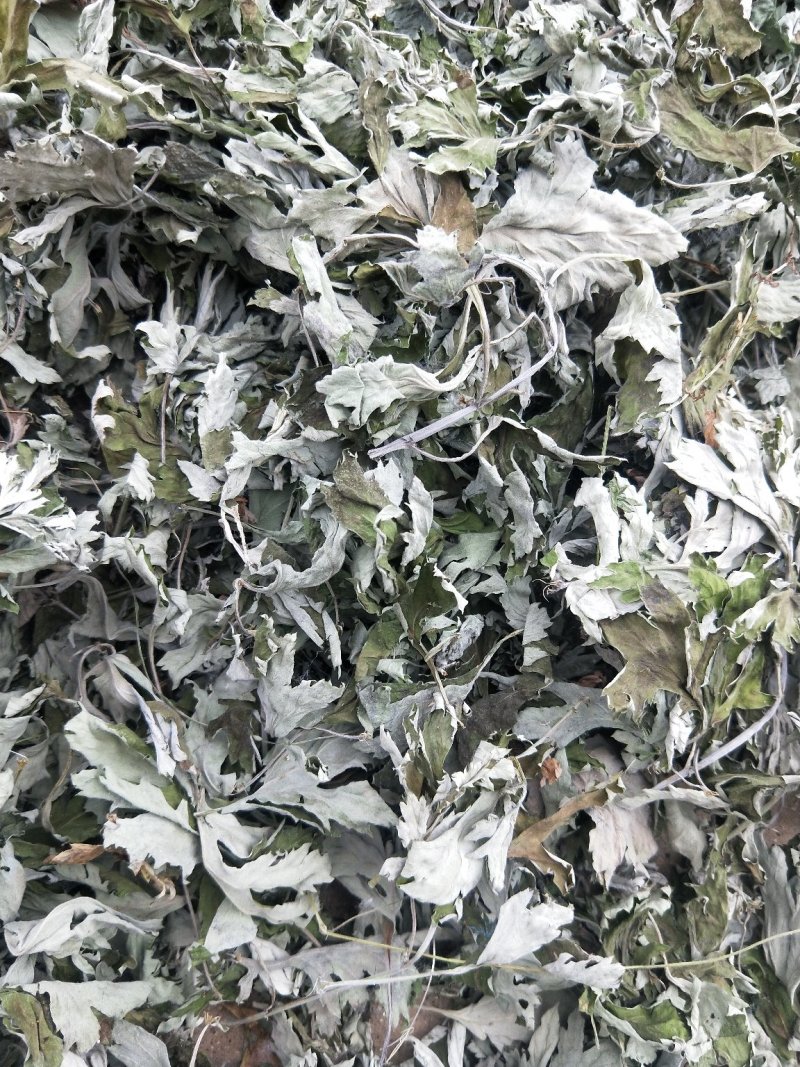 艾叶，品质保证，大量有货，欢迎大家来电咨询