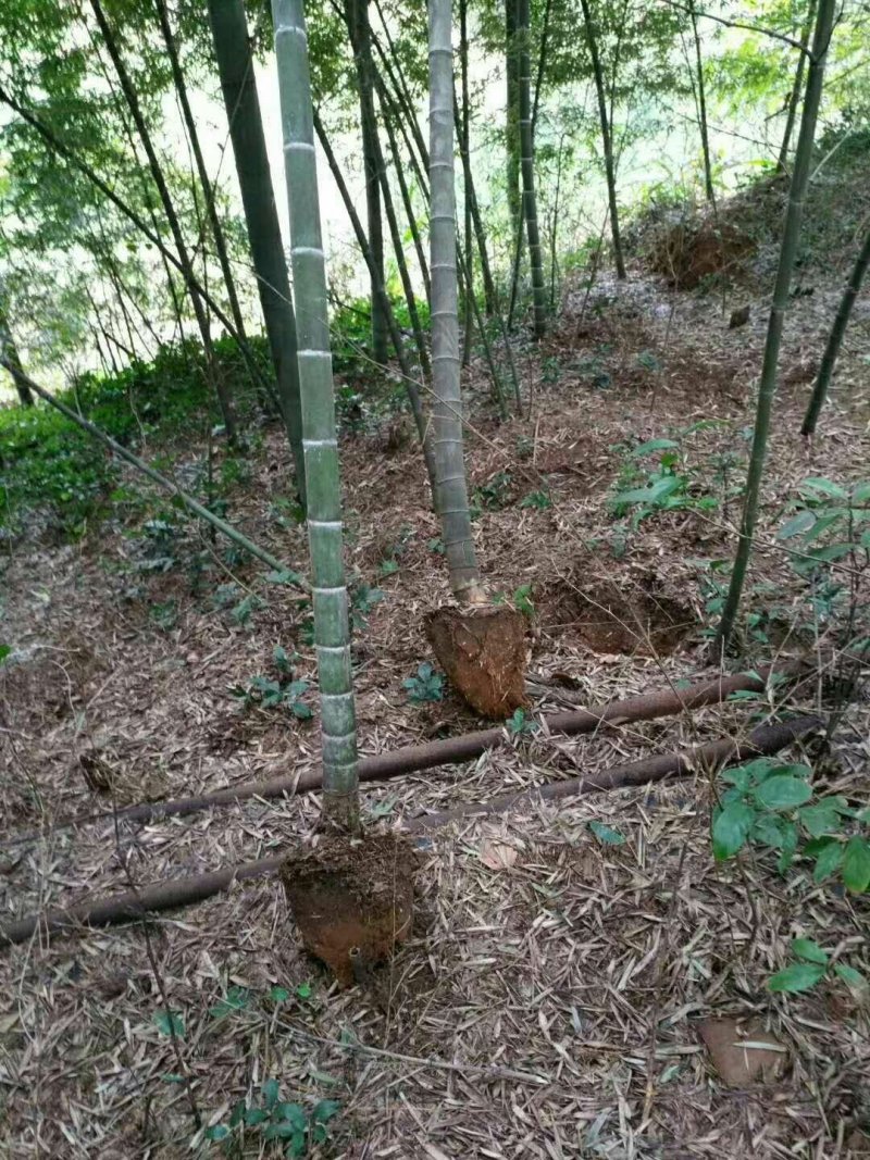 刚竹青皮竹毛竹楠竹带土球