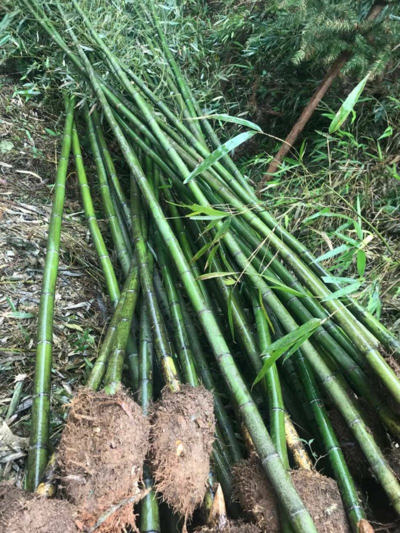 刚竹青皮竹毛竹楠竹带土球