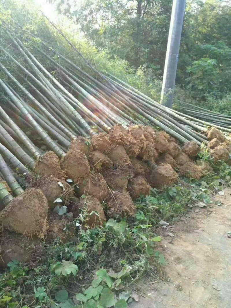 刚竹青皮竹毛竹楠竹带土球
