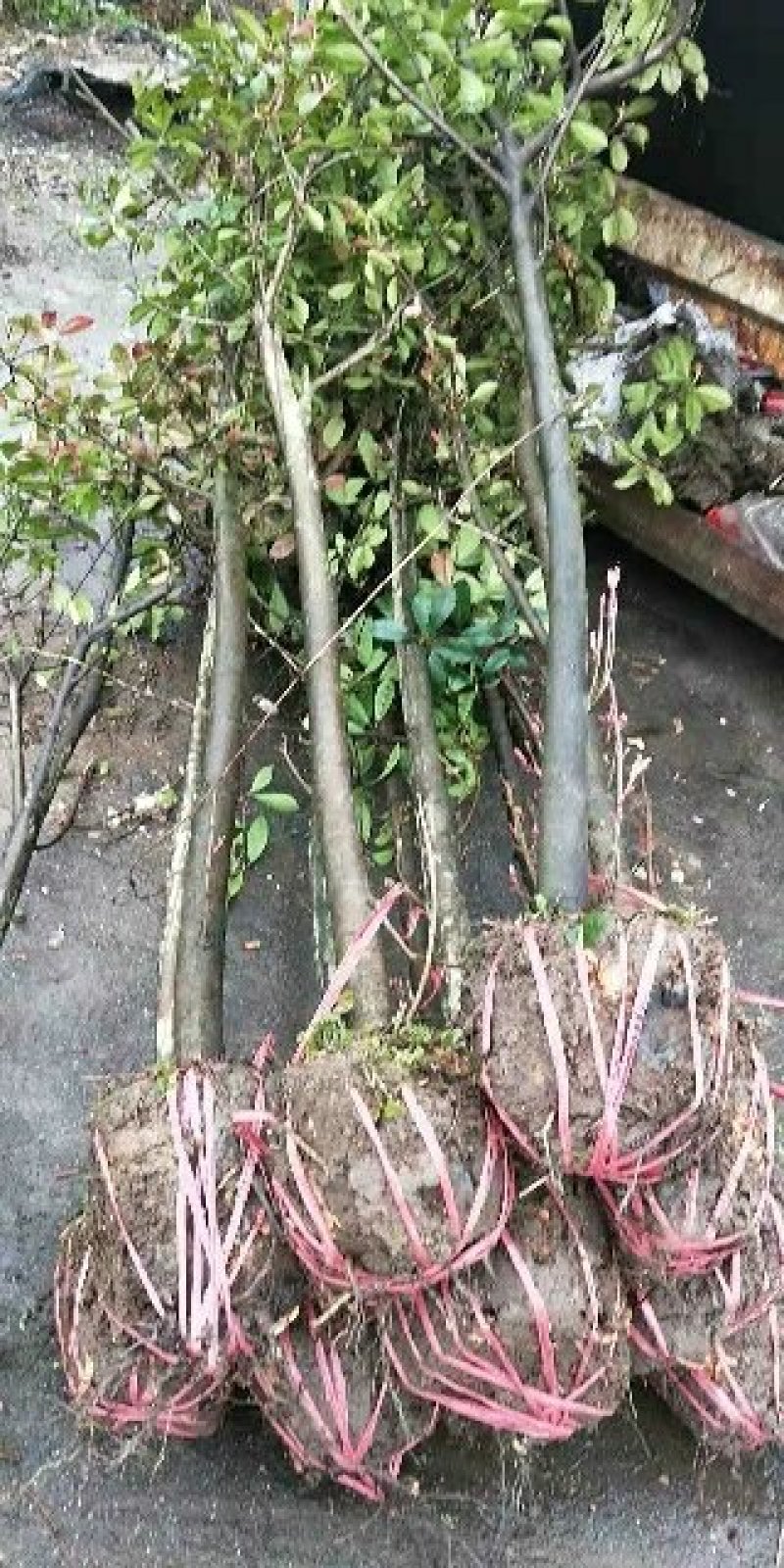 红叶石楠2.3.4.5分大量有货