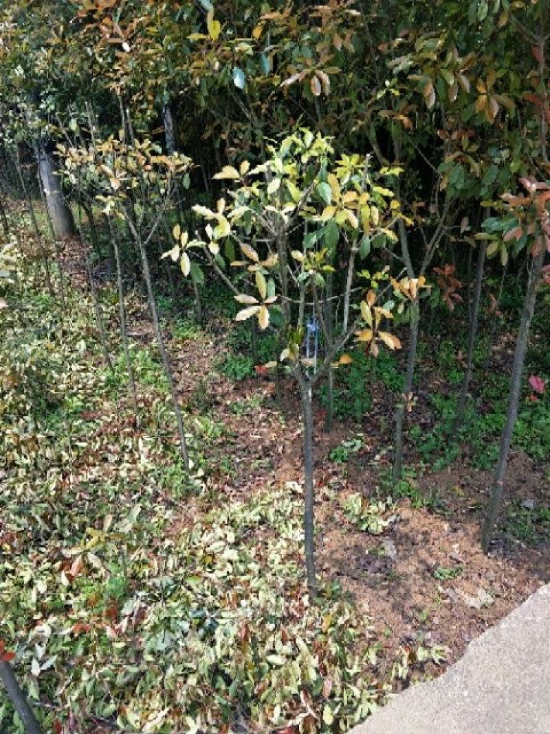 红叶石楠2.3.4.5分大量有货