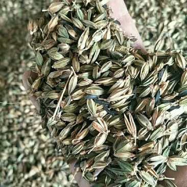 2年纯新头茬知母籽手工籽质量保障基地直发