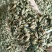 2年纯新头茬知母籽手工籽质量保障基地直发