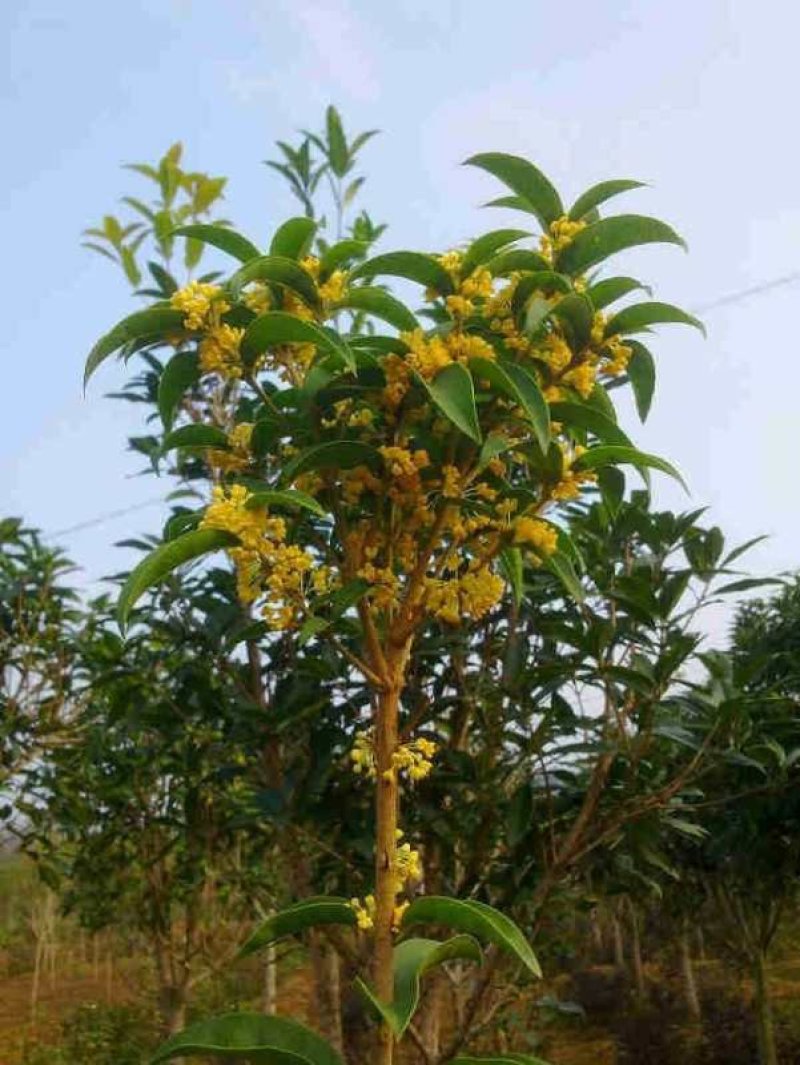 四季桂，红千层，红叶季