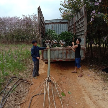 四季桂，红千层，红叶季