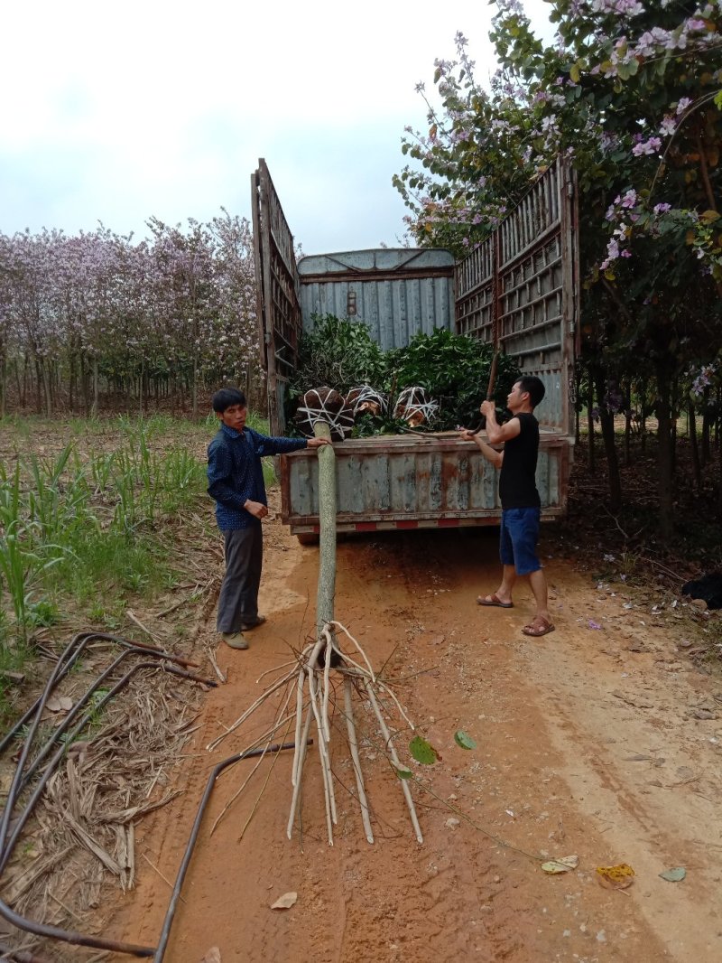 四季桂，红千层，红叶季