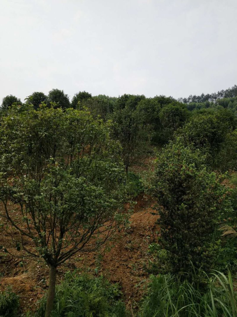 四季桂，红千层，红叶季