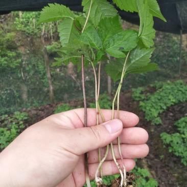 竹节参野三七白三七竹节七种苗种子种植育苗