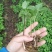 竹节参野三七白三七竹节七种苗种子种植育苗