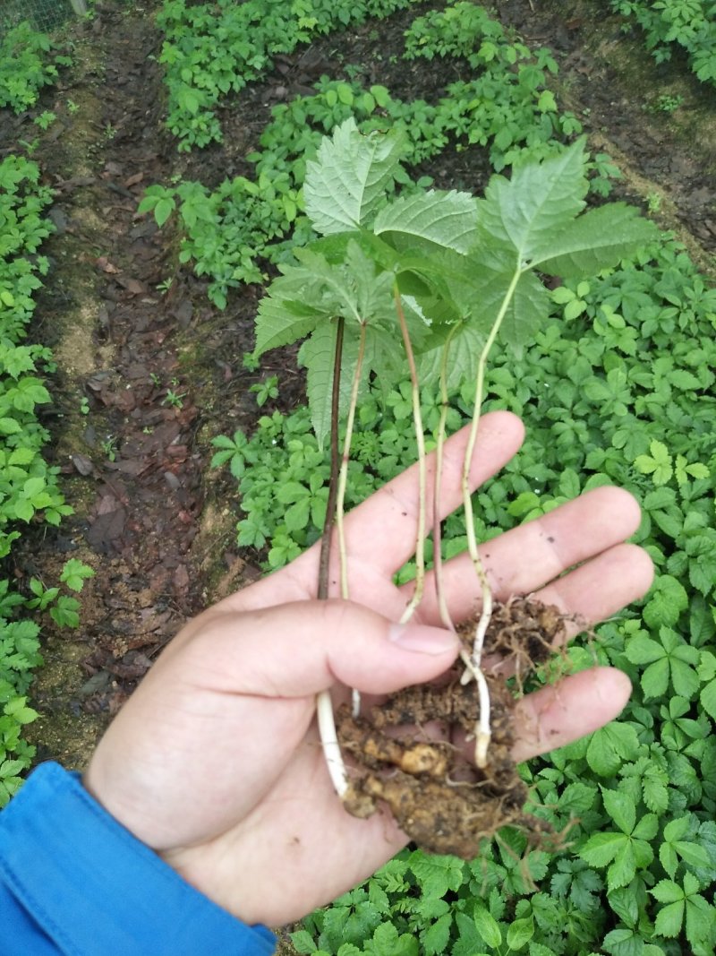 竹节参野三七白三七竹节七种苗种子种植育苗
