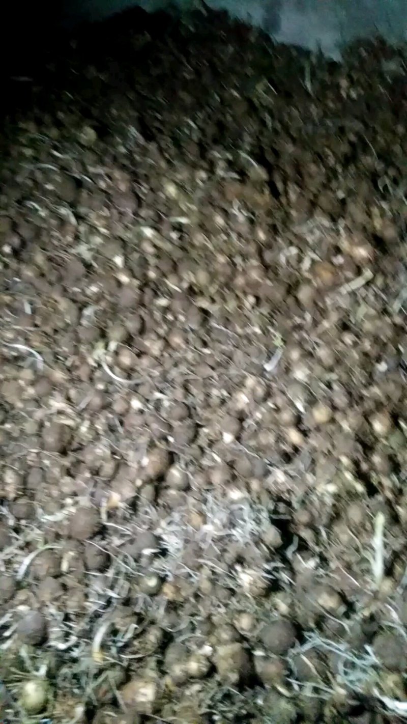 半夏种子