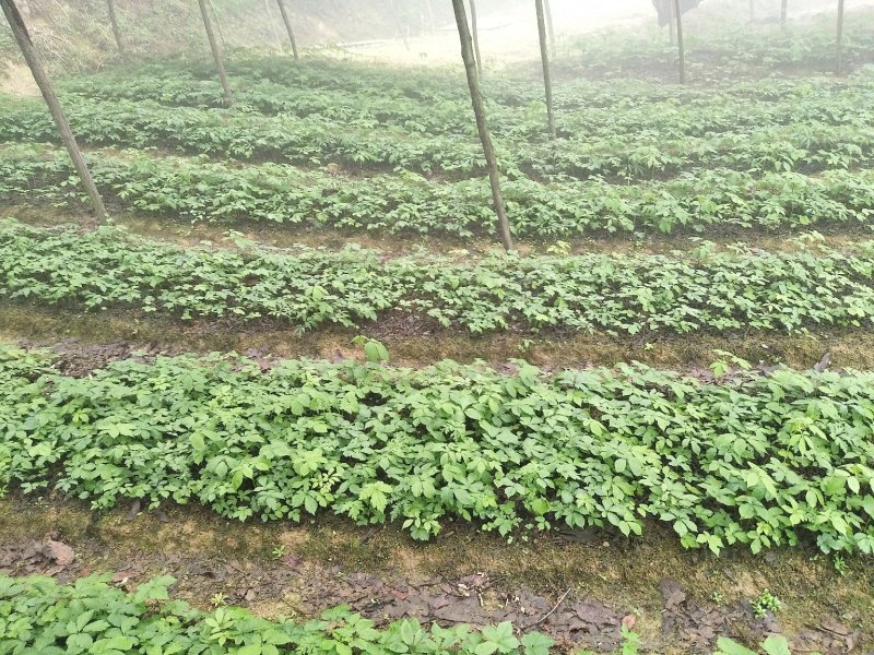 竹节参野三七白三七竹节七种苗种子种植育苗