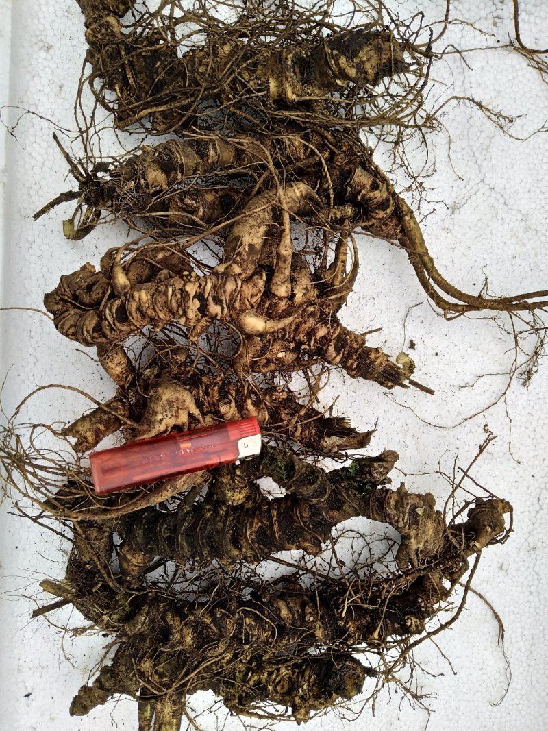 竹节参野三七白三七竹节七种苗种子种植育苗