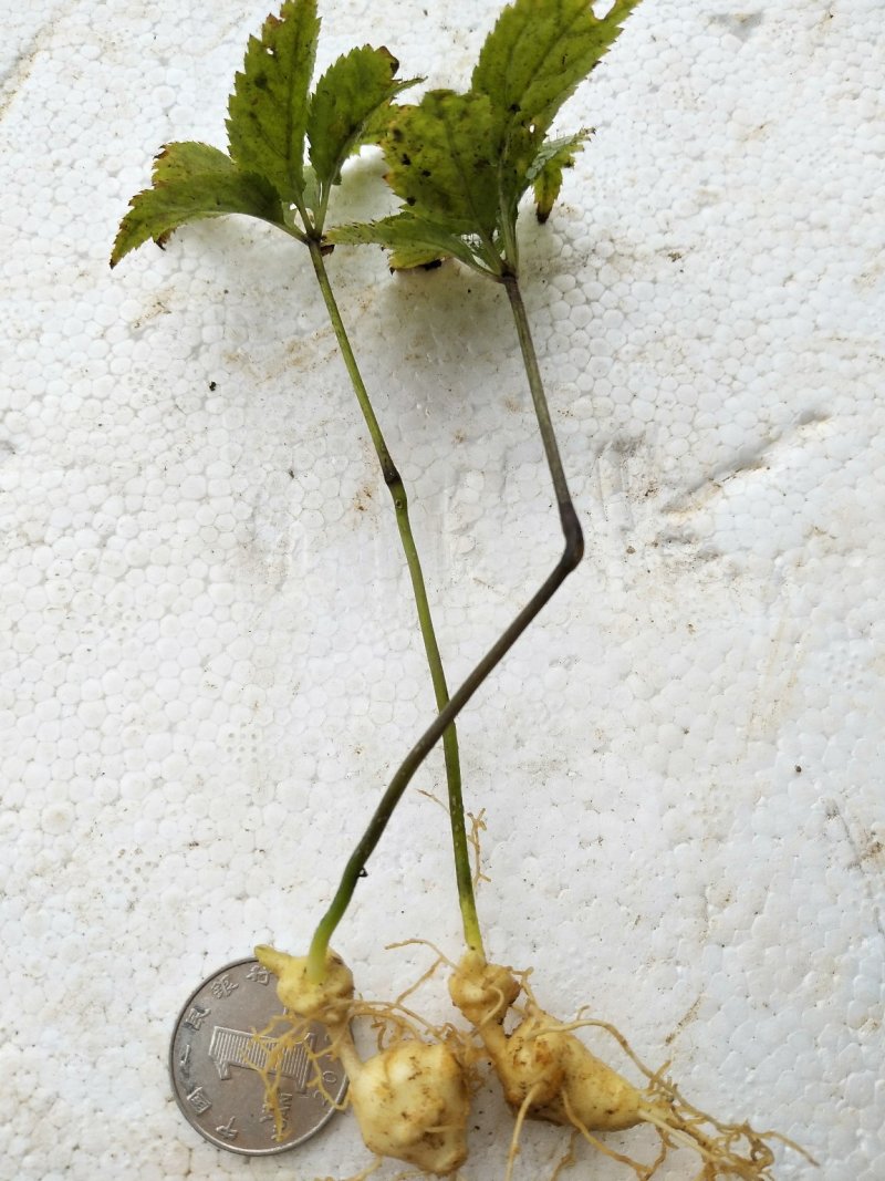 竹节参野三七白三七竹节七种苗种子种植育苗