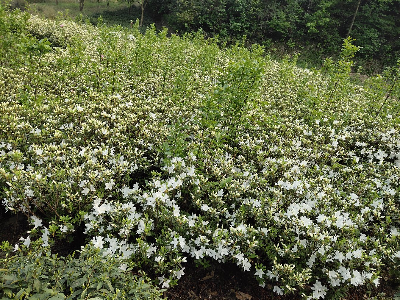 沙糖桔果园春季开花图