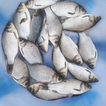 鲫鱼