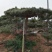 造型油松造型黑松造型松油松黑松松树