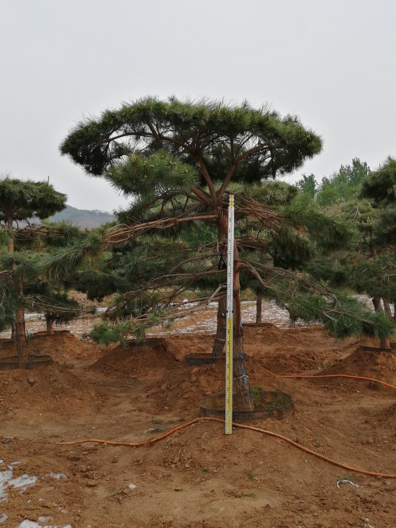 造型油松造型黑松造型松油松黑松松树
