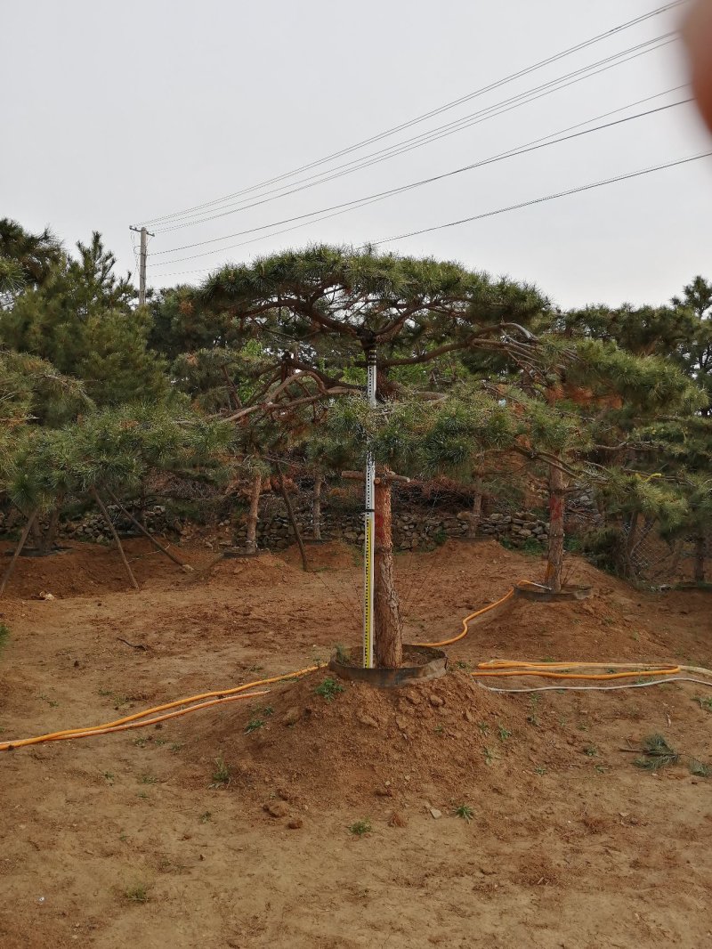 造型油松造型黑松造型松油松黑松松树