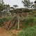 造型油松造型黑松造型松油松黑松松树