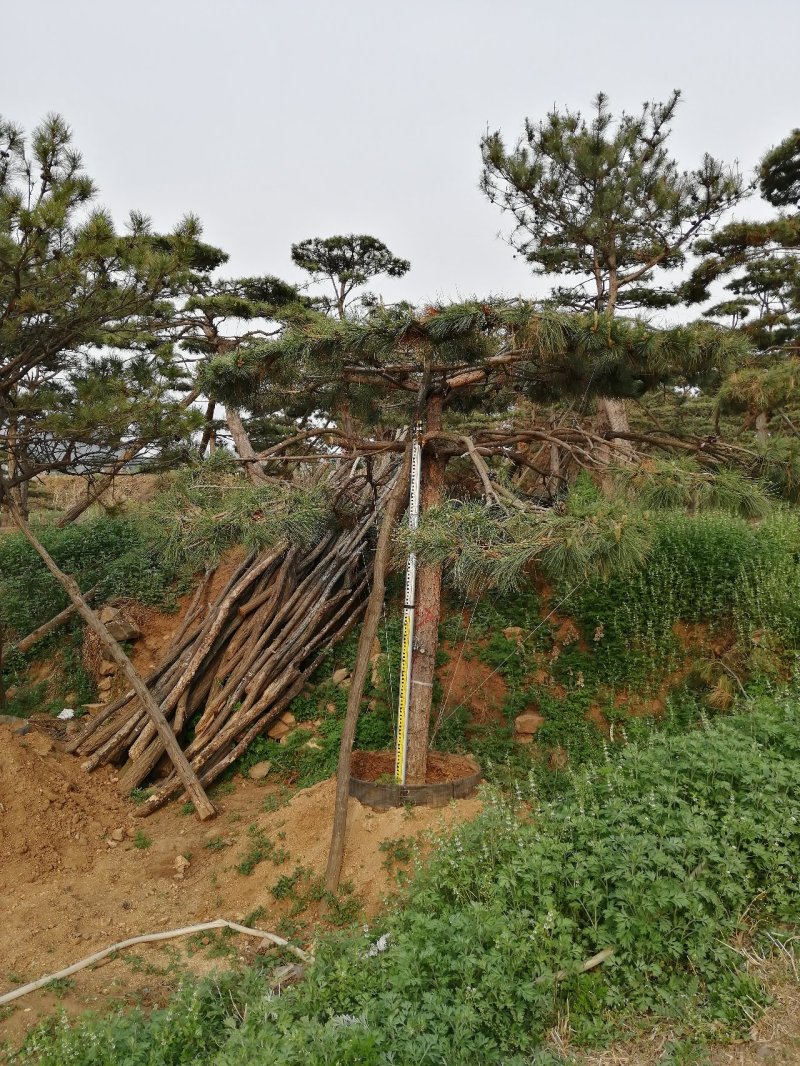 造型油松造型黑松造型松油松黑松松树
