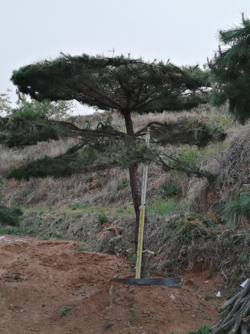 造型油松造型黑松造型松油松黑松松树