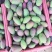 广西百色贵妃芒果大量上市，质量保证，支持全国发货