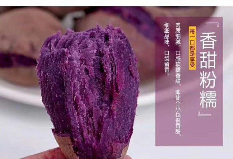 越南小紫薯珍珠薯红薯地瓜