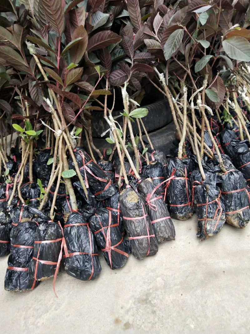 紫番石榴苗胭脂番石榴苗血红色番石榴苗正品保证提供技术