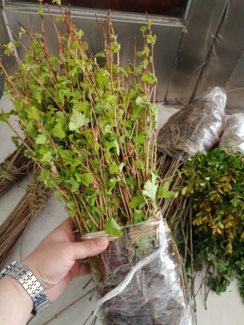 辽宁开原金叶风箱果小苗工程苗杯苗繁育基地规格齐全国发货