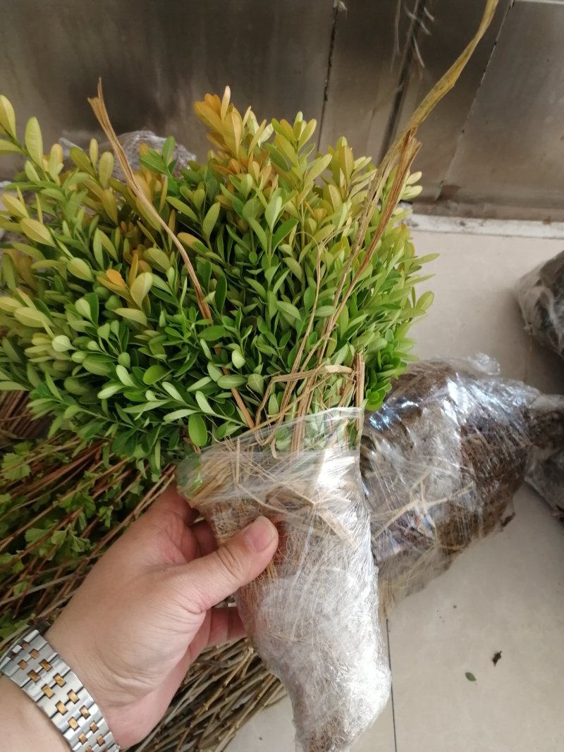 辽宁开原小叶黄杨小苗杯苗朝鲜瓜子黄杨工程苗繁育基地