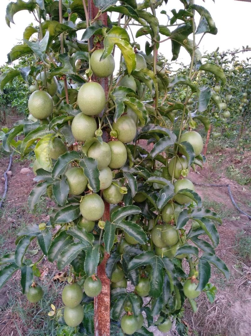 黄金百香苗紫香一号台农芭乐味蜂蜜味百香果苗