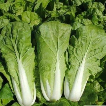 精品毛白菜，。。。。。。。。。。。。。。。。。。