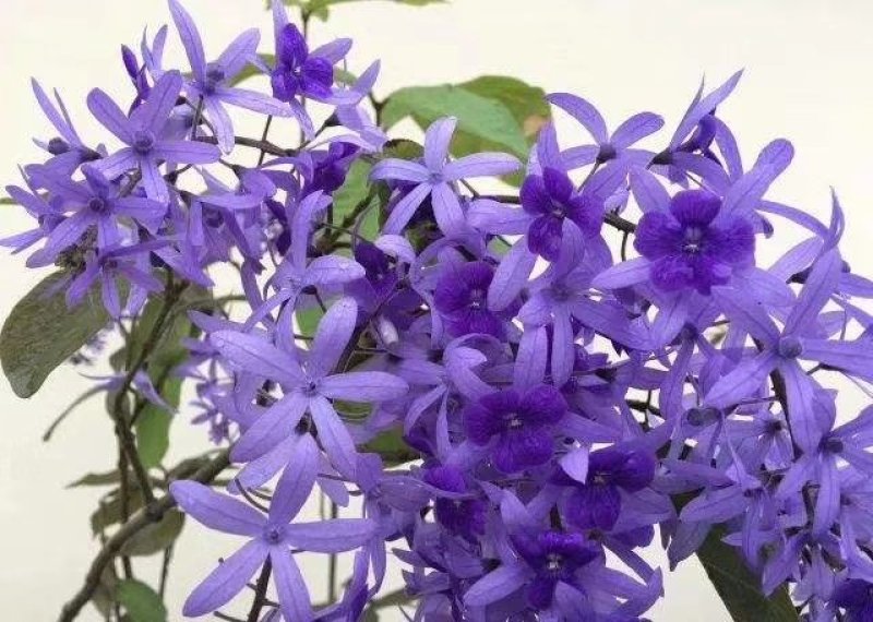 蓝花藤(锡叶藤)