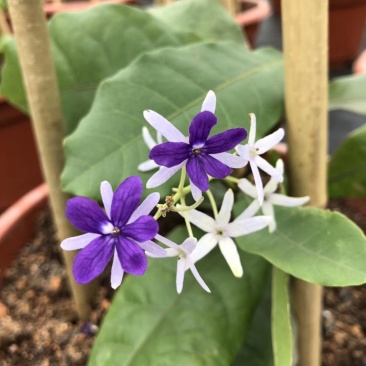 蓝花藤(锡叶藤)