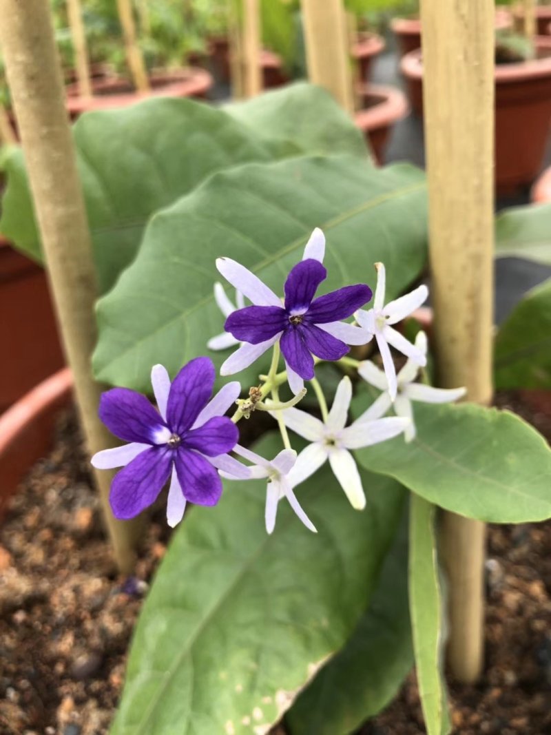 蓝花藤(锡叶藤)