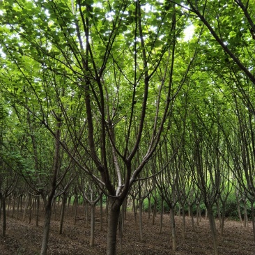 樱花现在全部低价出售需要的联系