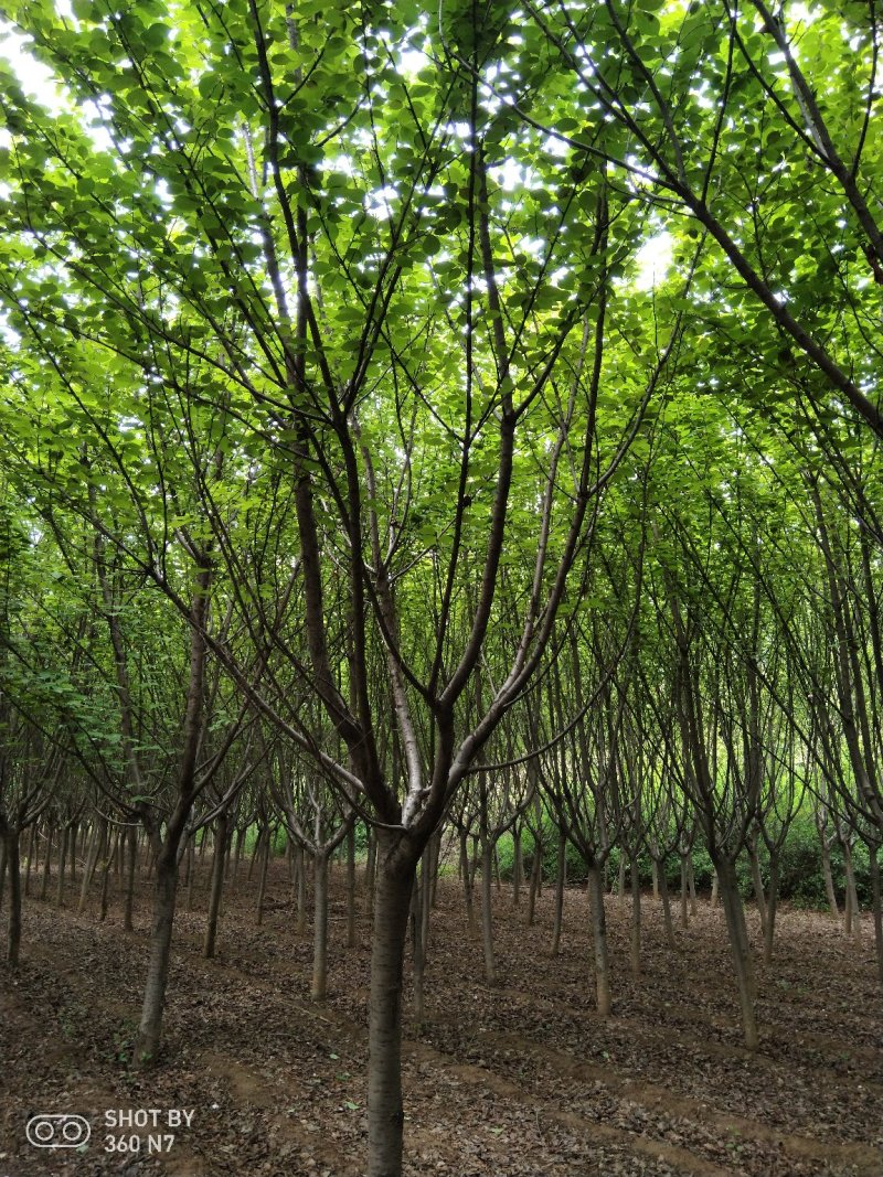 樱花现在全部低价出售需要的联系