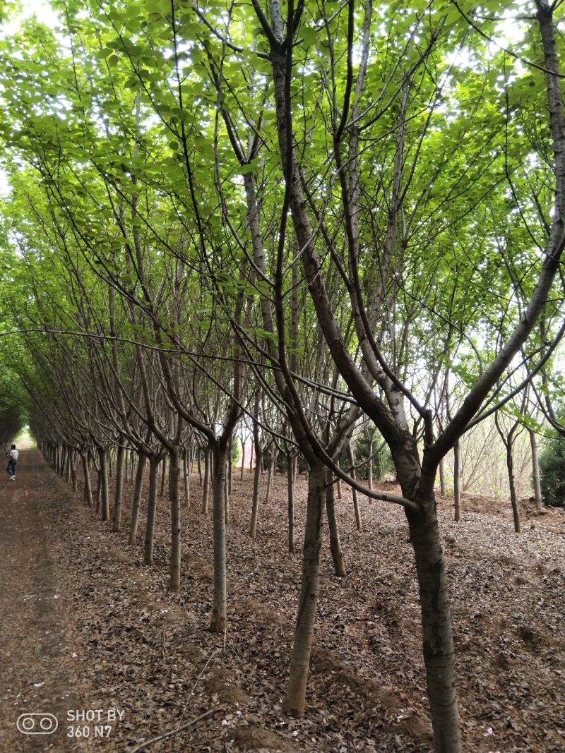 樱花现在全部低价出售需要的联系