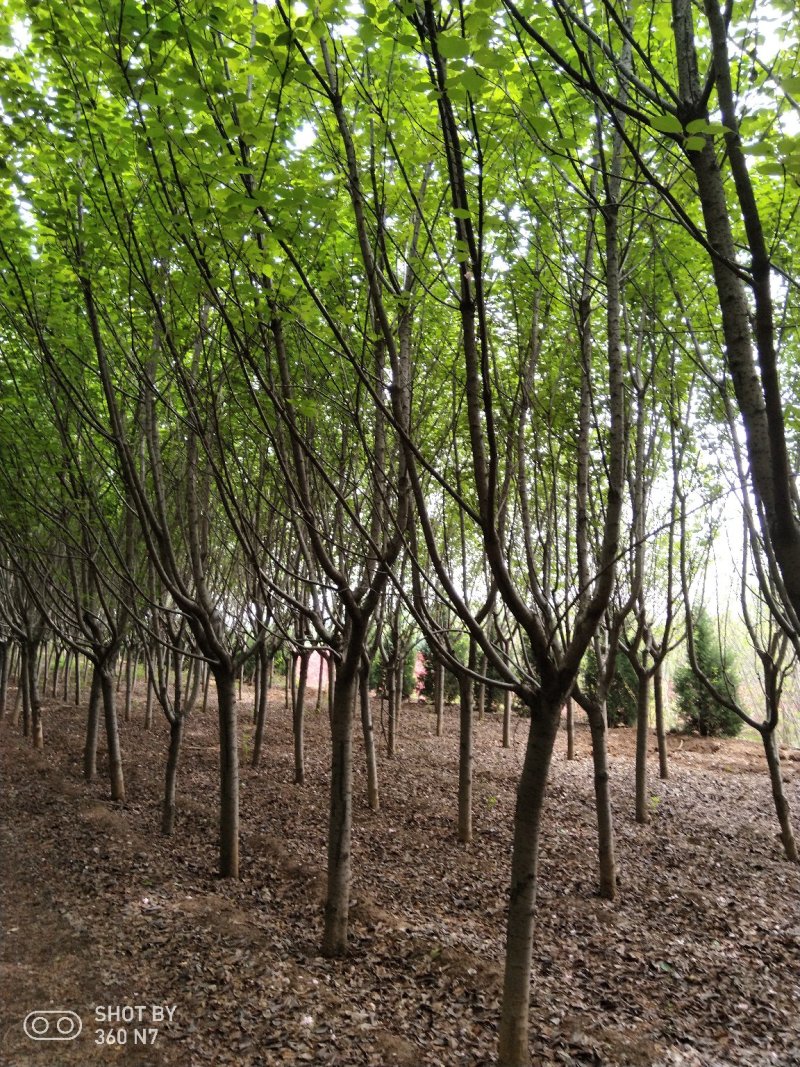 樱花现在全部低价出售需要的联系