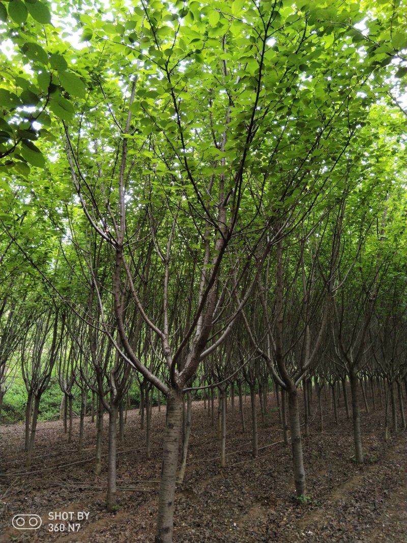 樱花现在全部低价出售需要的联系