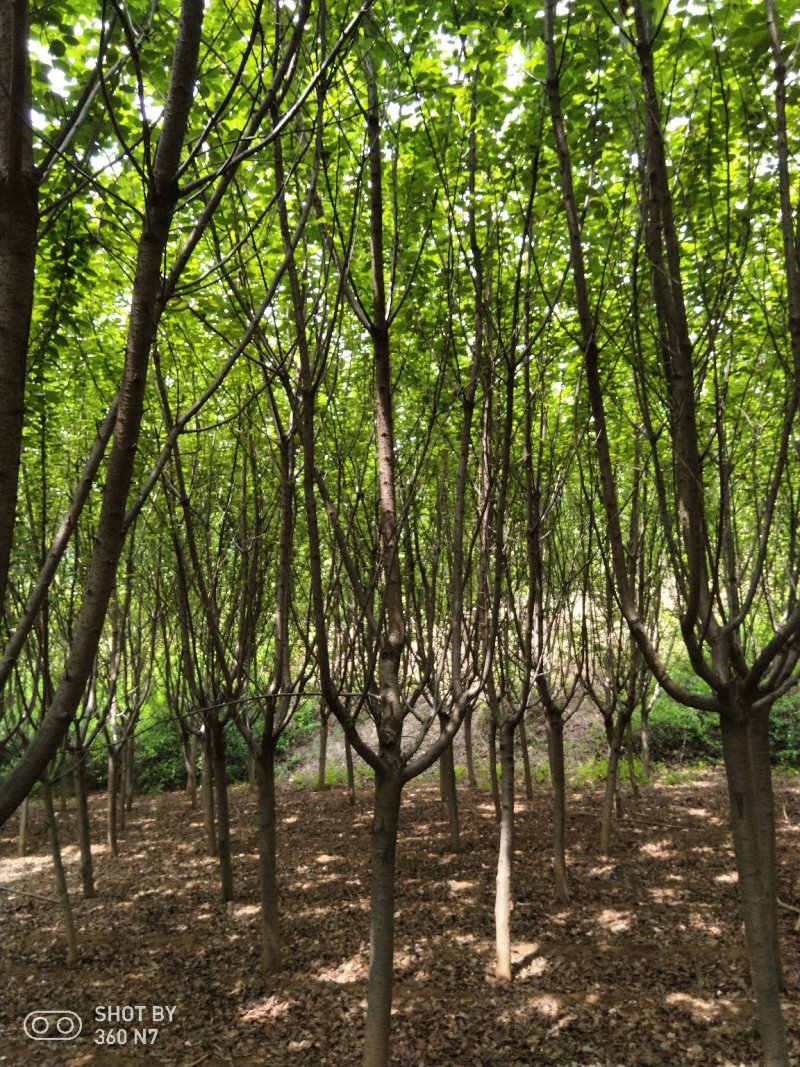 樱花现在全部低价出售需要的联系
