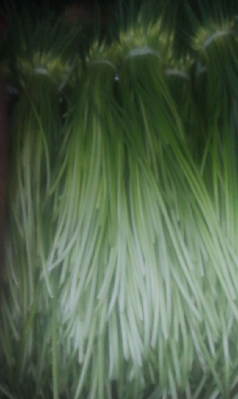 蒜苔出售