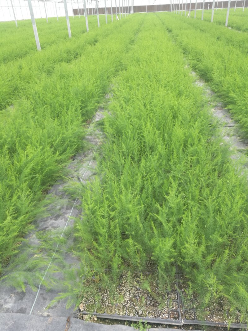 芦笋苗芦笋根芦笋种苗一代杂交盛丰f1高产抗病营养土穴盘苗